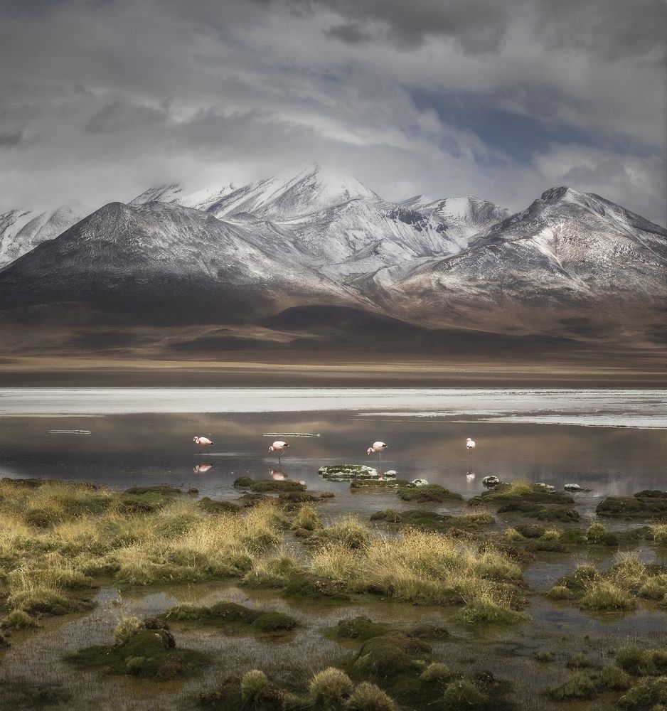 Мир фламинго