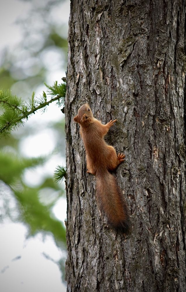 Photograph by Елена Ковалева