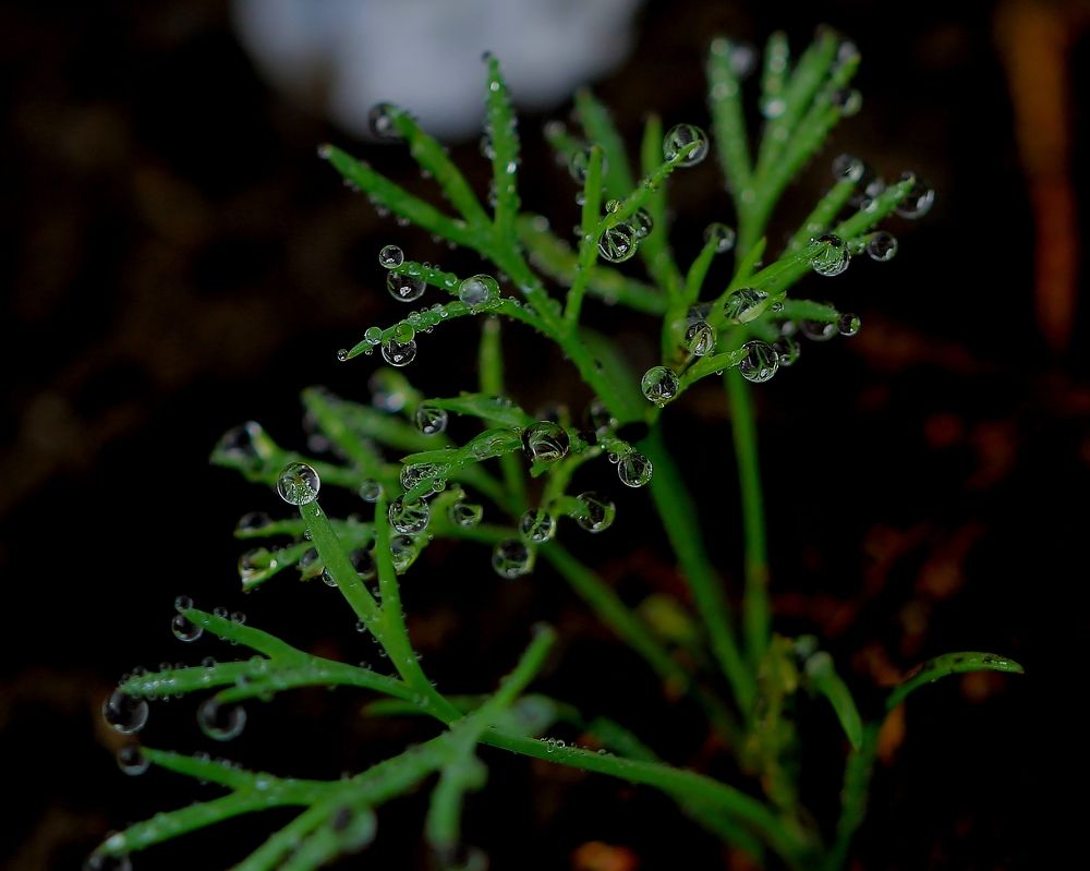 Photograph by Леунина Людмила