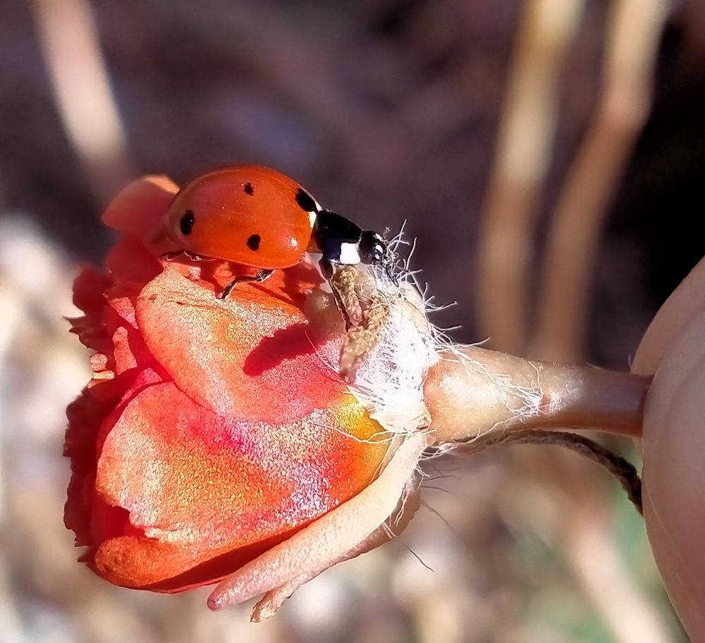 Photograph by Адилям