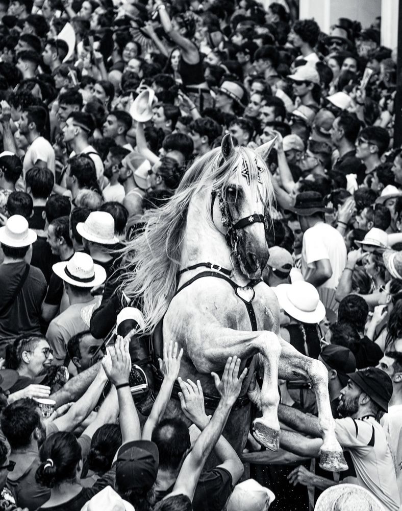 White swan in fiesta