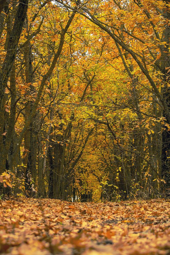 Photograph by Чебесов Олег