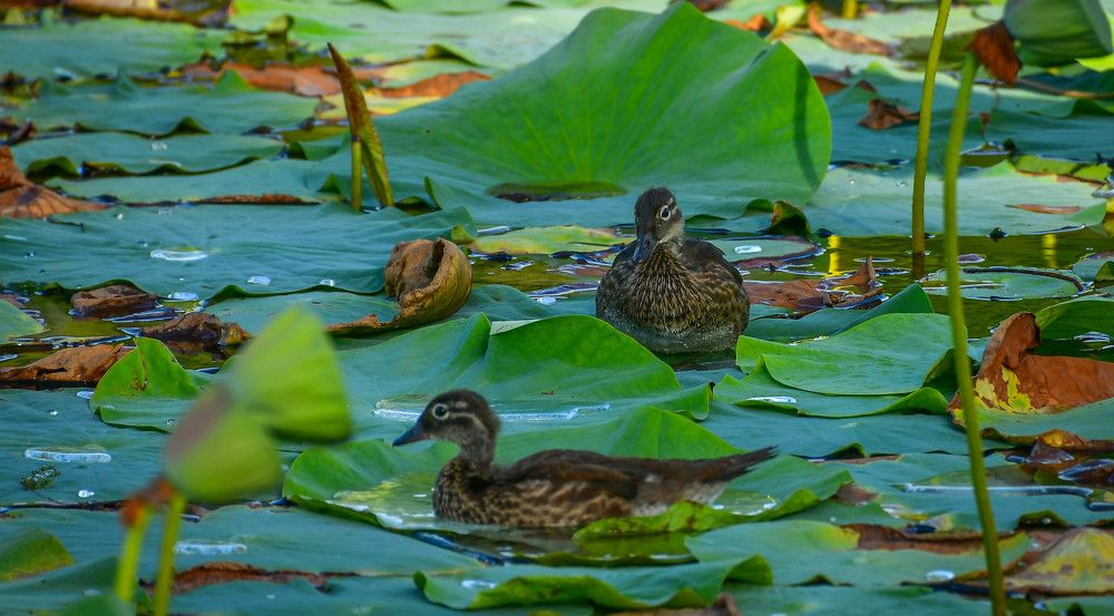 Photograph by Олег Волков