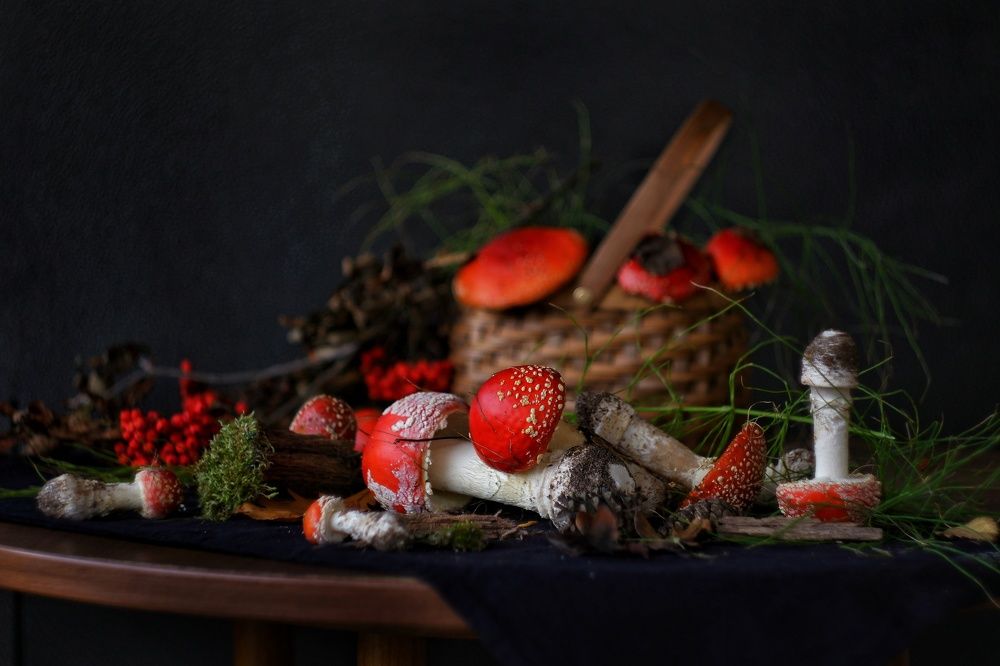 Натюрморт с мухоморами!