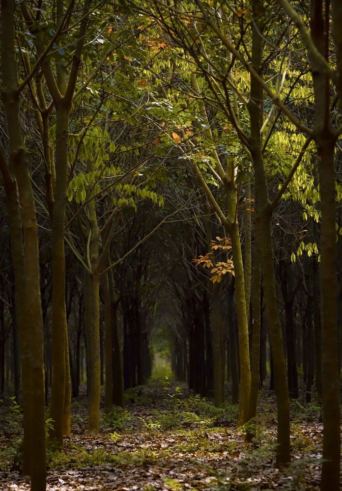 Фотография автора Thi Quynh Nga Pham