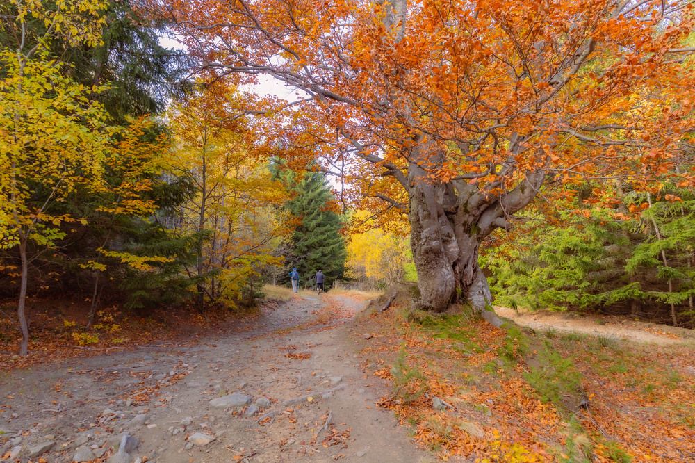 Photograph by Ди Си