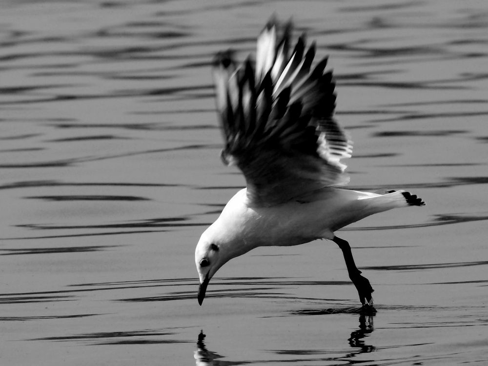 Photograph by Abdolreza Aleagha