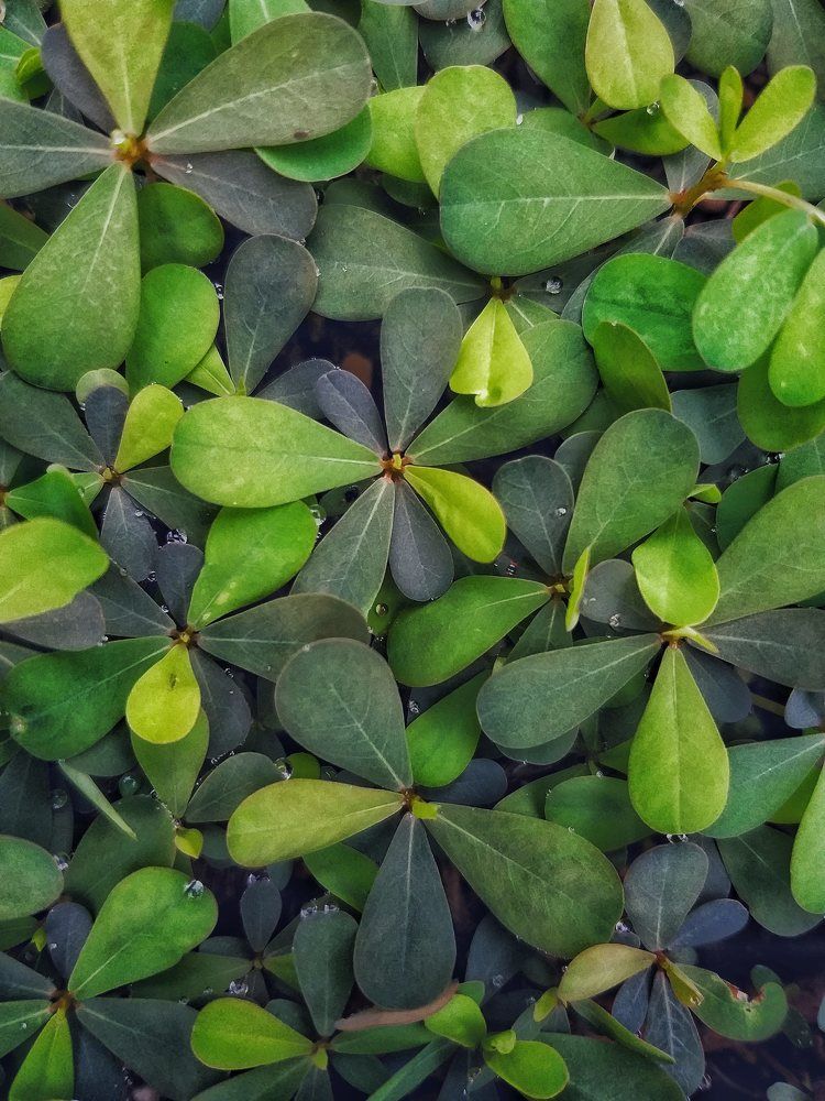 Photograph by Tangmau Leni