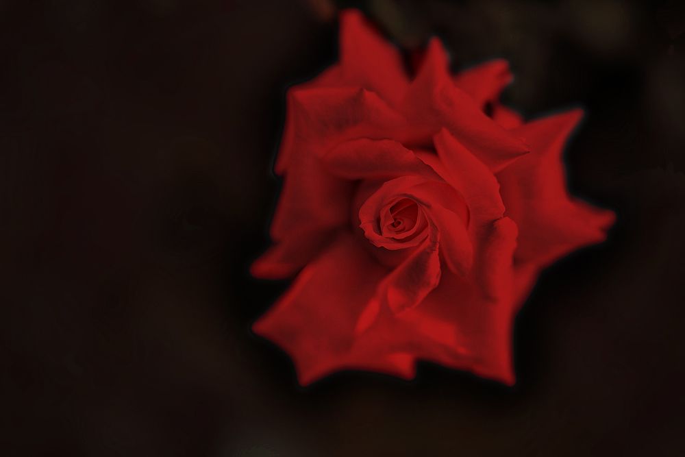 Photograph by  Erika Tinoco