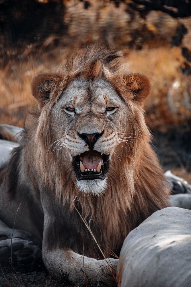 Photograph by Александр Шинкаревский