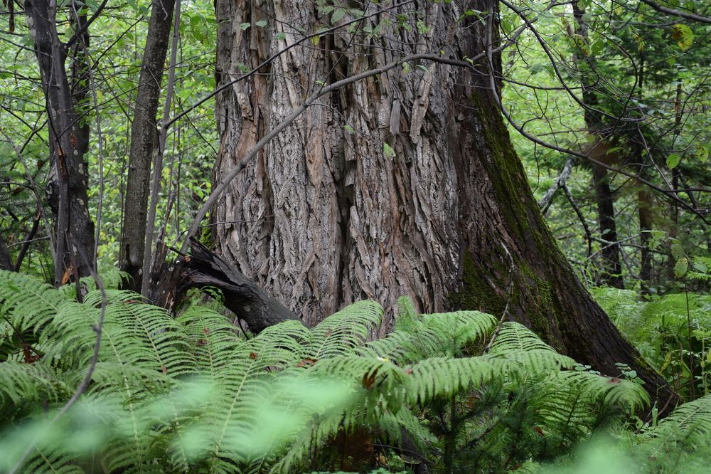 Photograph by Анжелика Лаврентьева