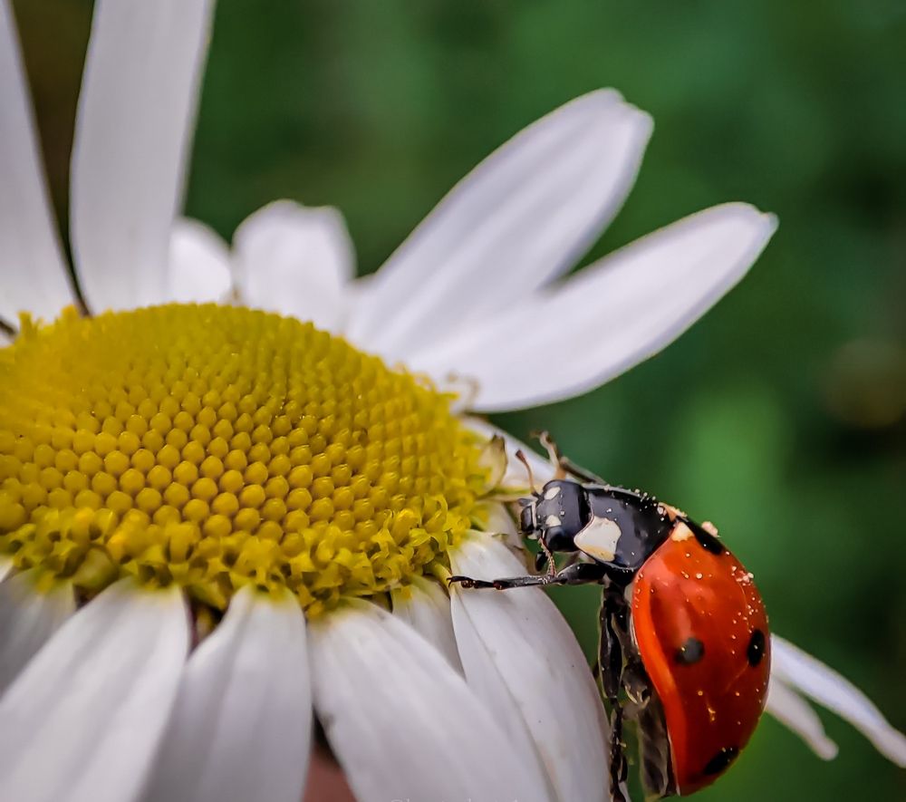 Божья коровка