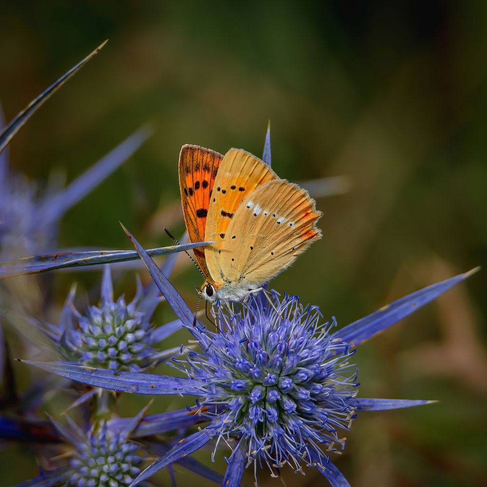 Photograph by Andrea Barlotti