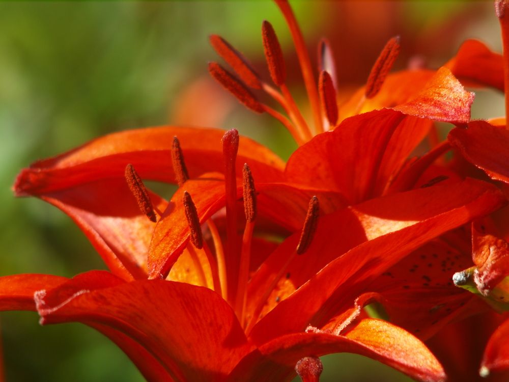 red lily