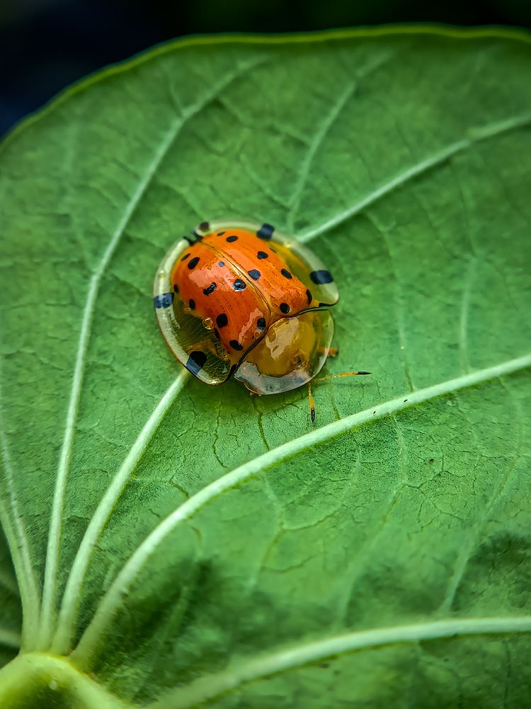 Photograph by Yaswanth Giri
