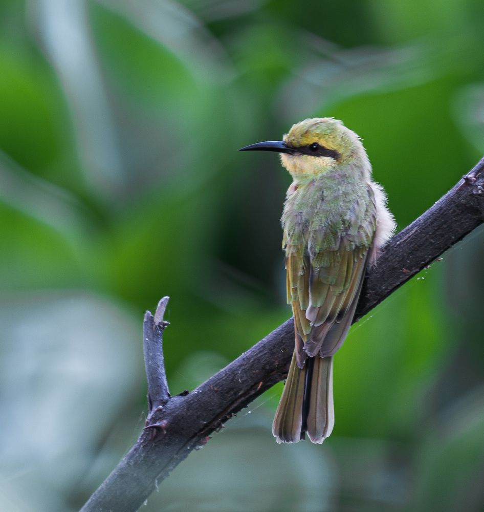 Photograph by Shaumit Seth