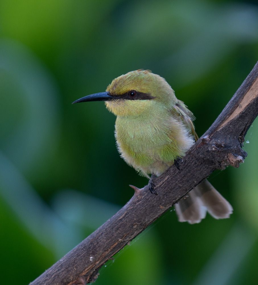 Photograph by Shaumit Seth