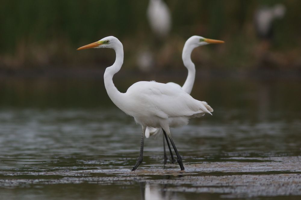 В поисках любви