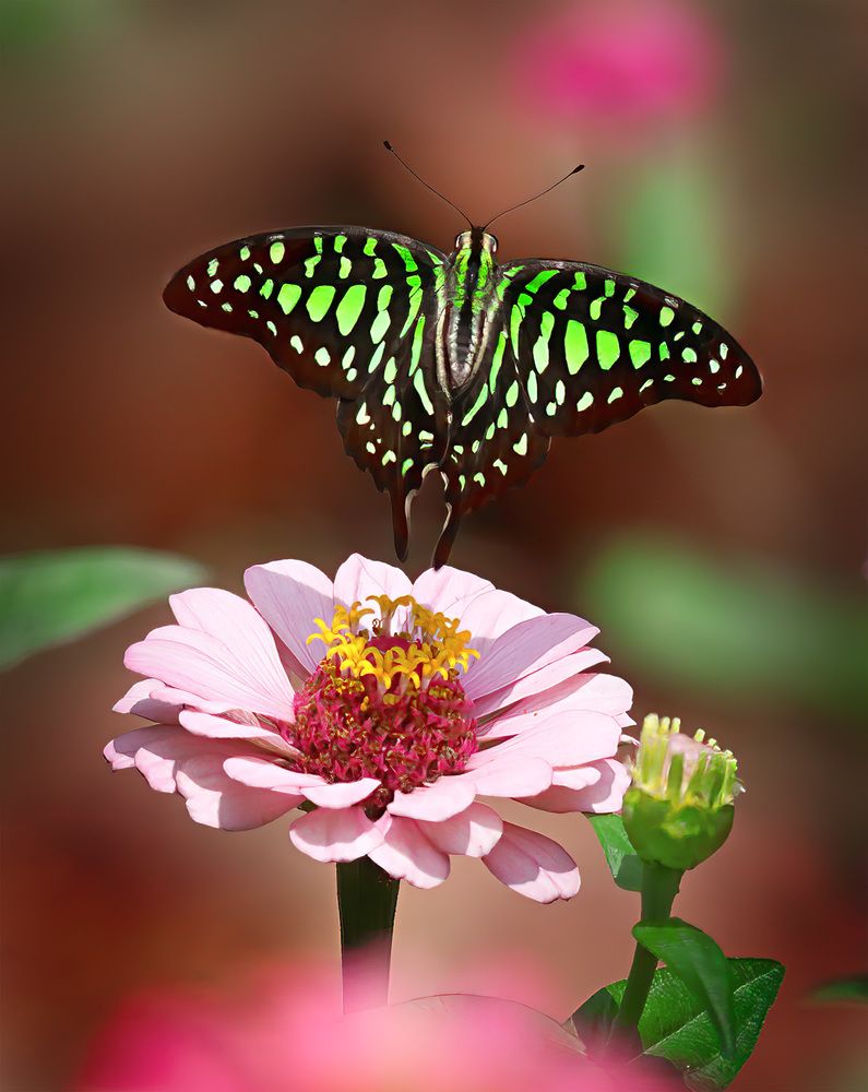 Butman или Поехали!