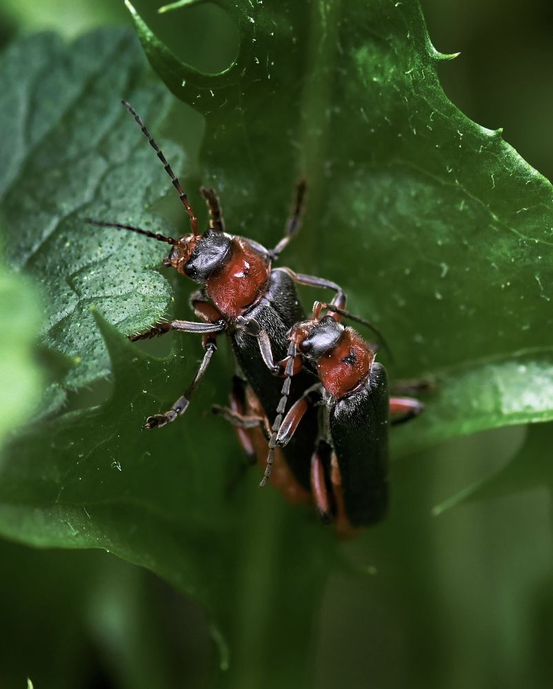 Photograph by Валерий Пегушев