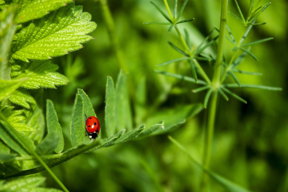 Ladybug crawling
