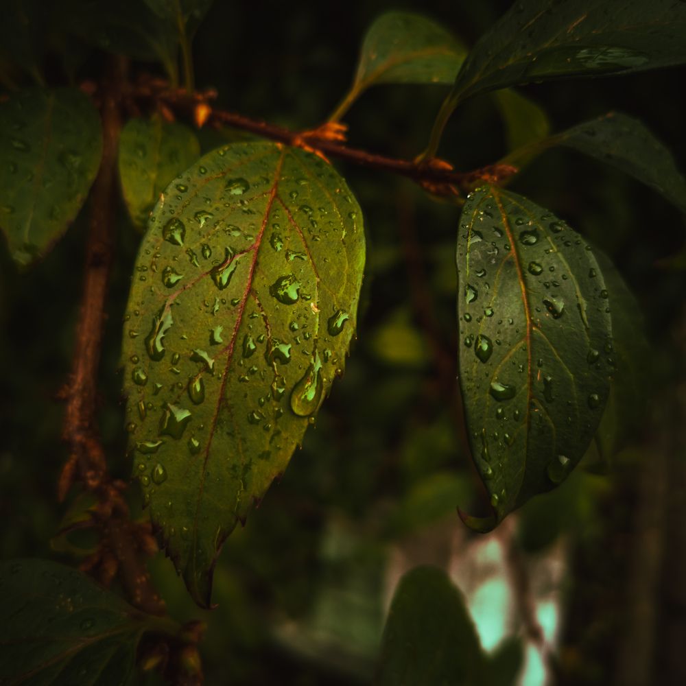 Photograph by Владимир Алейников