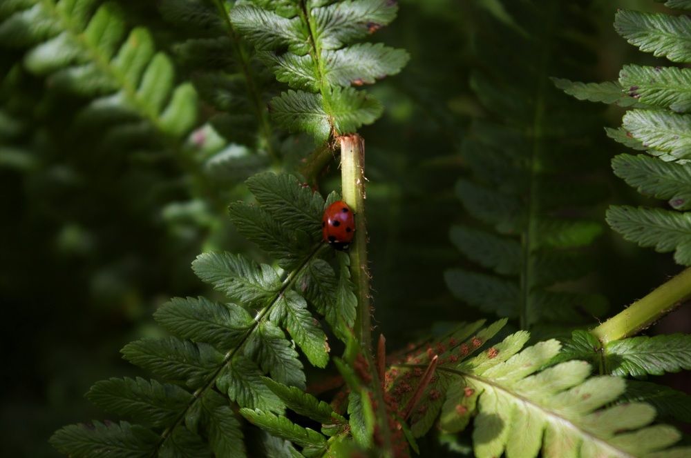 Photograph by Александра Семенас