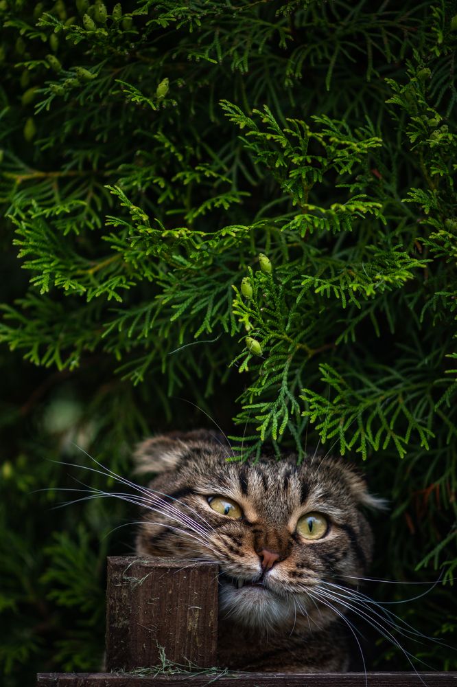 Фотография автора Natalia Sorenkova