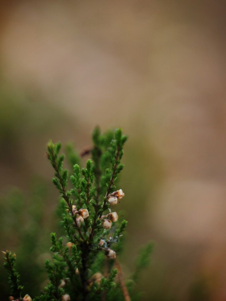 Photograph by Алёна Вороная