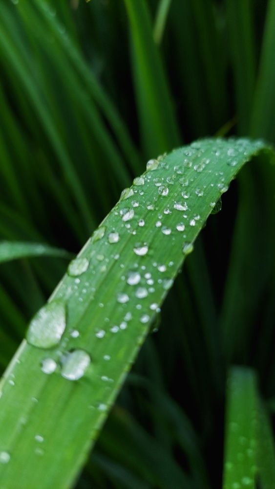 Photograph by Алёна Вороная