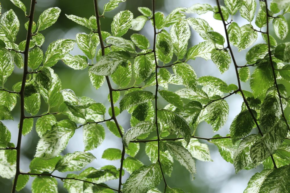 Photograph by Унку Юрий