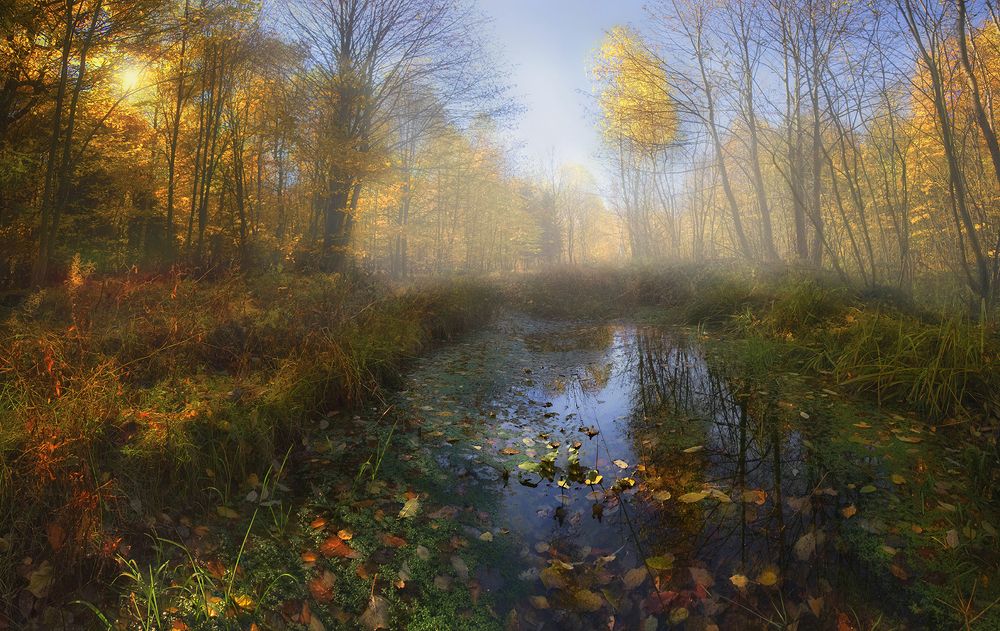 Осень на лесных болотах