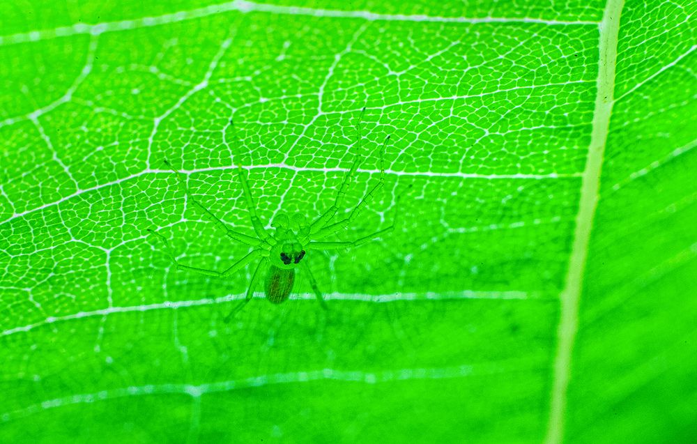 Фотография автора Laddu Sasindu Pramuditha De Silva