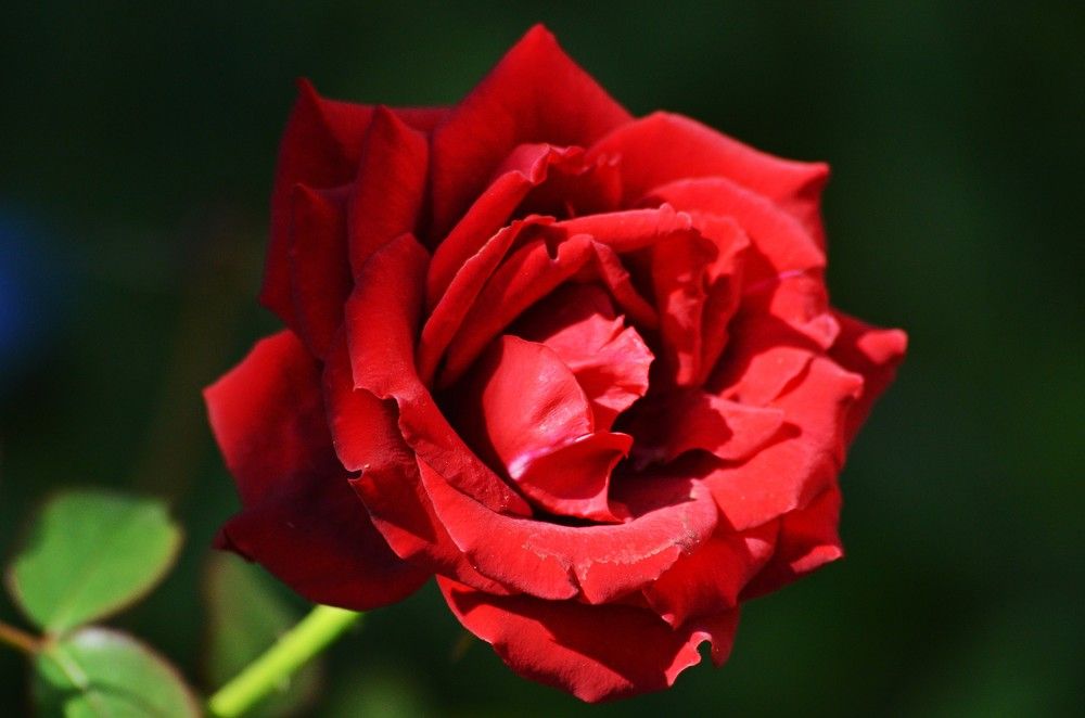 Photograph by Andre Nunes