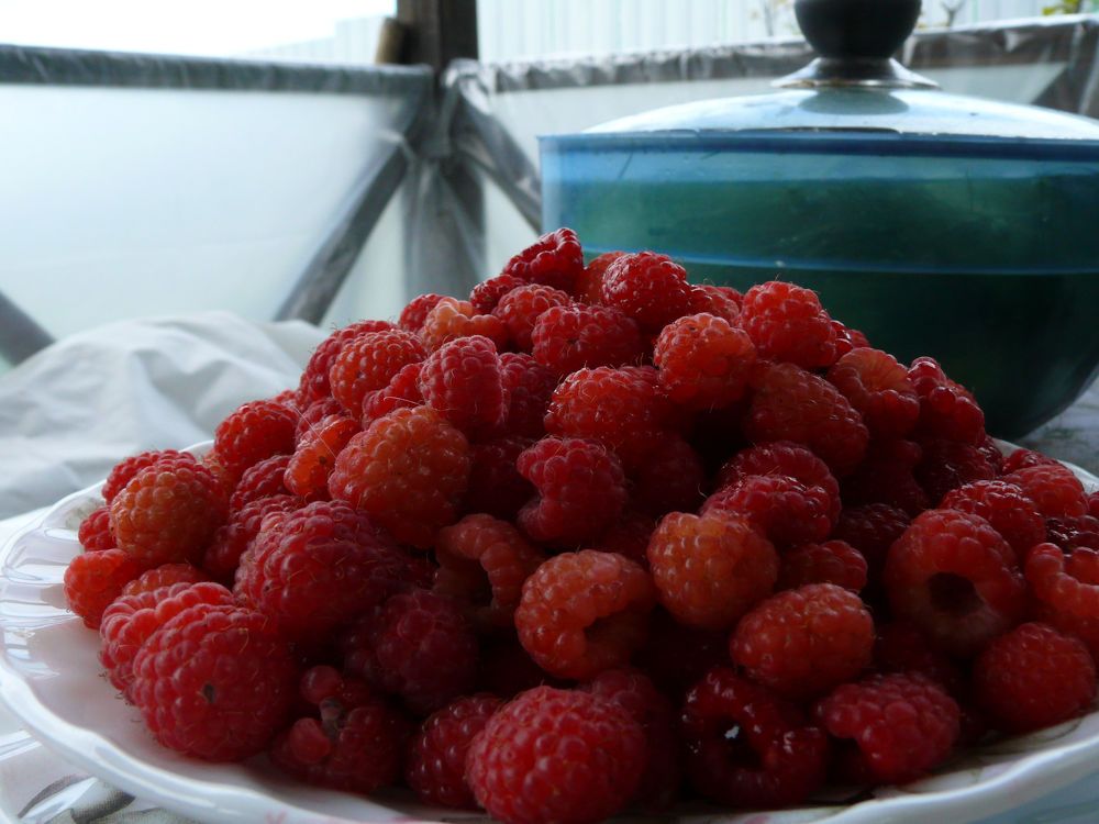 Ягода - малина