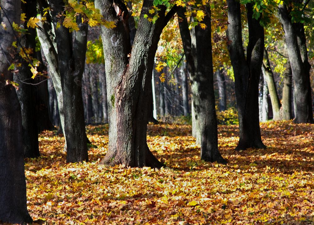 Фотография автора Настя