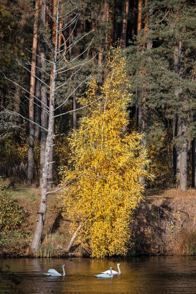 Photograph by Владимир Ликман