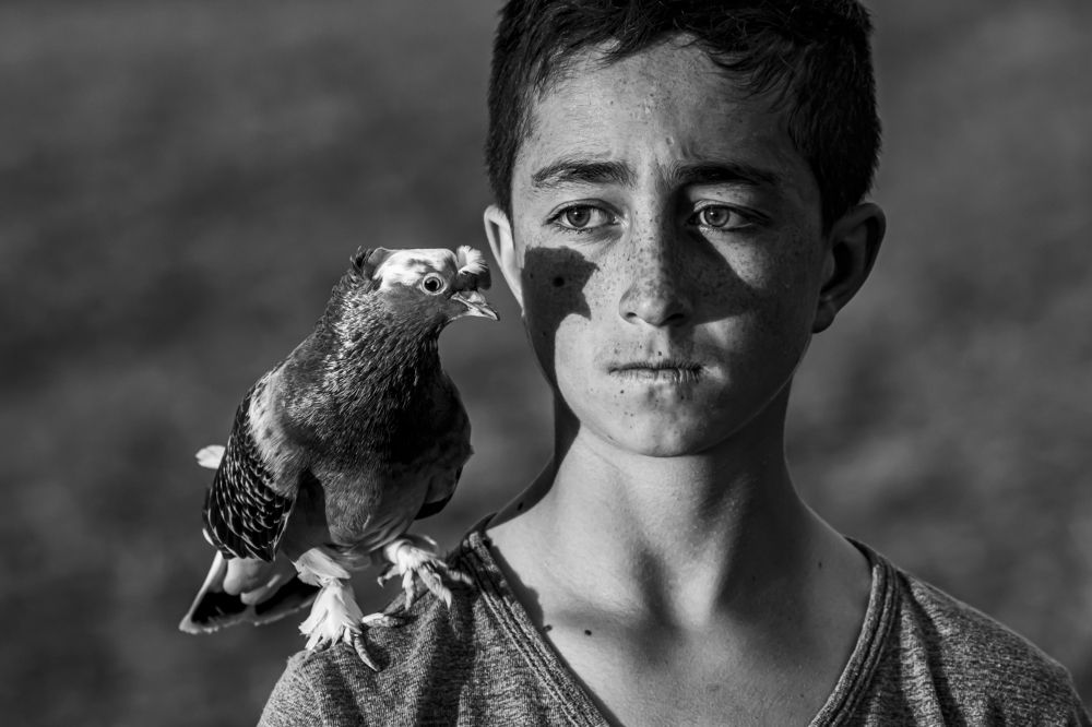 pigeon and boy