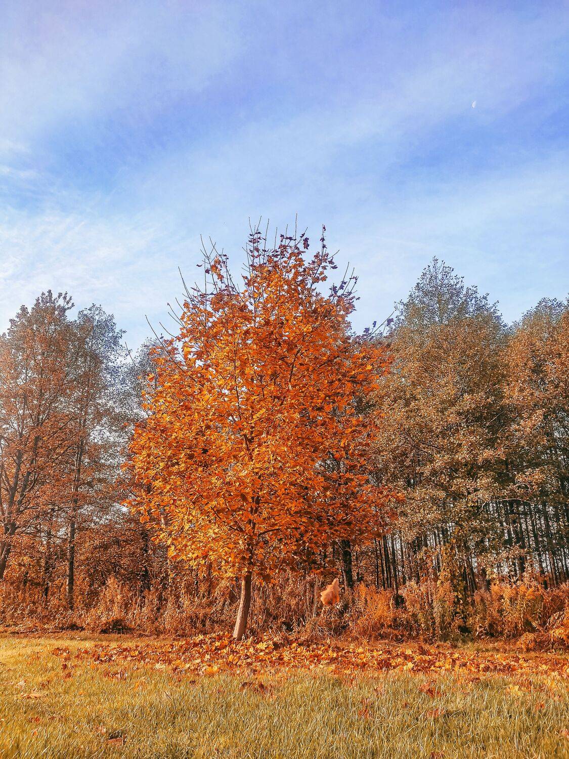 Photo #8230244