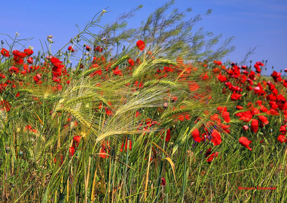 Photograph by Михаил Баевский