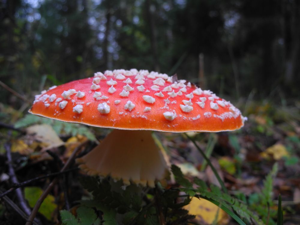 Photograph by Андрей Головин