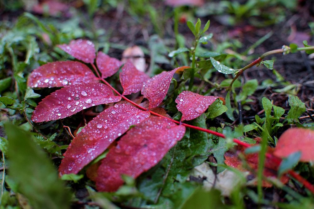 Photograph by Карина Полякова