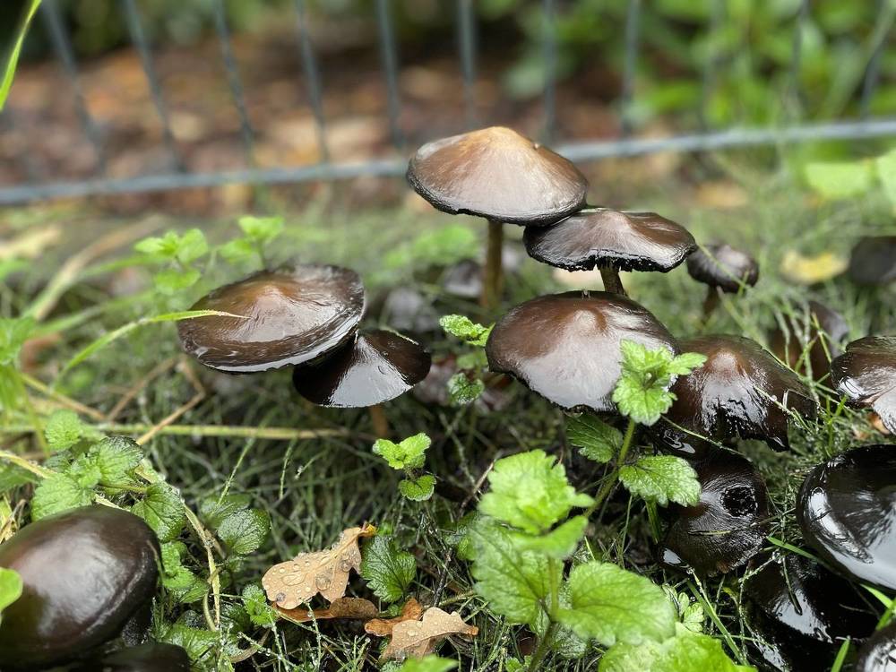 Грибной мир