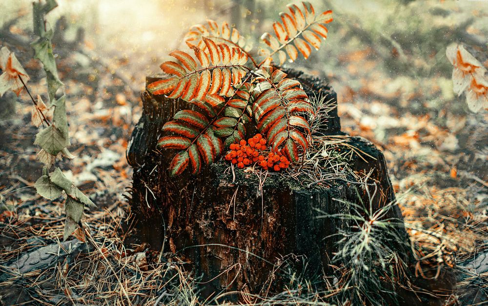 Photograph by Елена Репьева