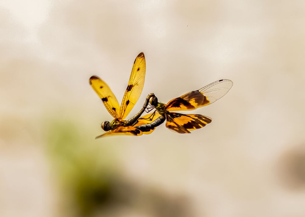 Mating in flight