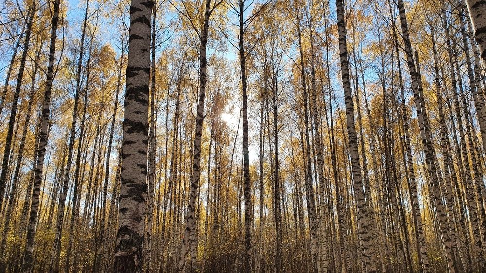 Photograph by Дарья Муллина