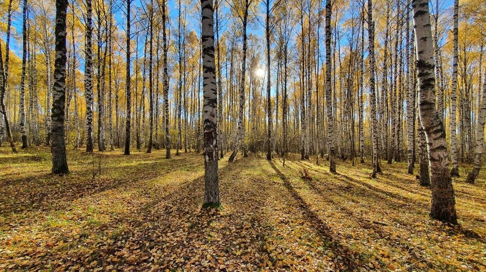 Photograph by Дарья Муллина