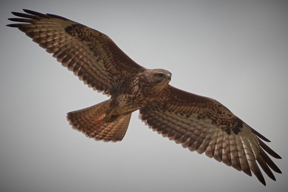 Buzzard