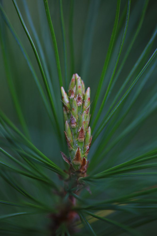 Лесная элегантность