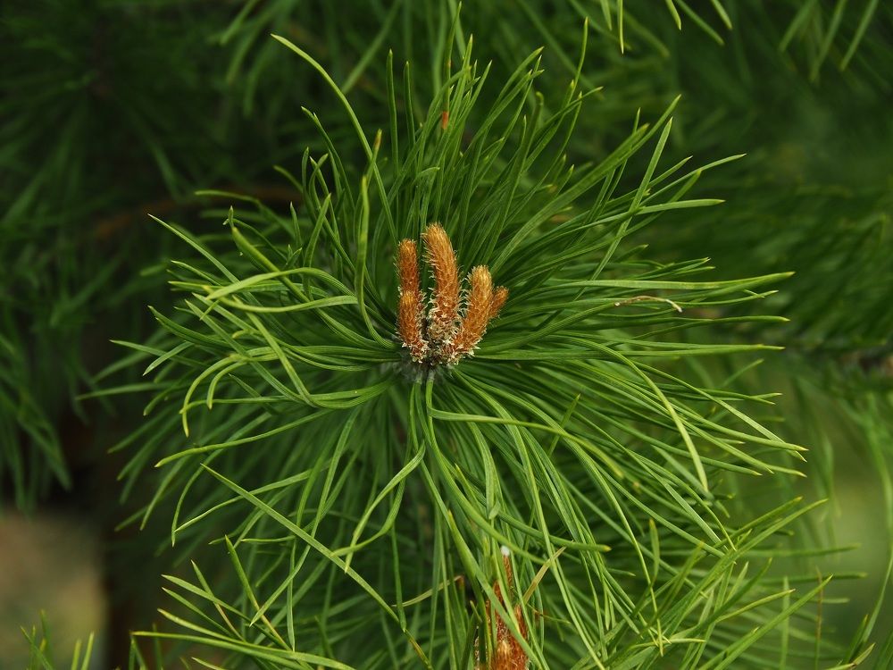 Photograph by МАрина Соловьева